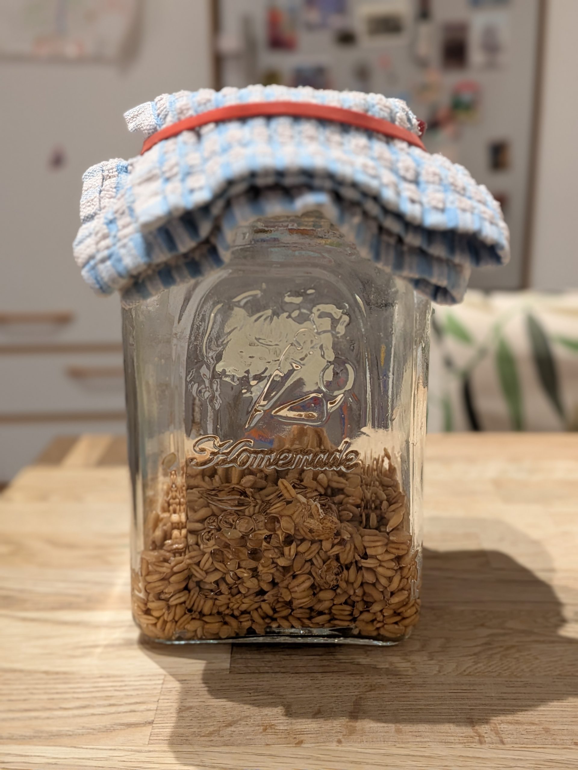 Scopri di più sull'articolo Germinare il farro: guida facile e veloce